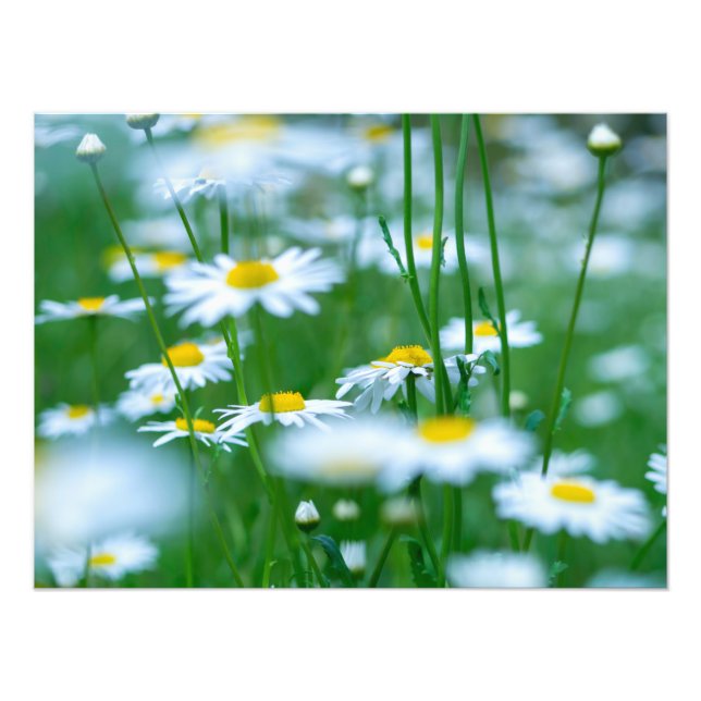 Impression Photo Champ de fleurs (Devant)