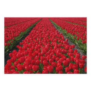 Impression Photo Champ de fleurs de tulipes, Pays-Bas, Hollande