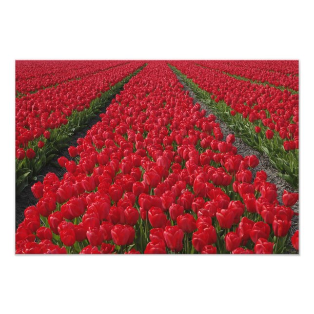 Impression Photo Champ de fleurs de tulipes, Pays-Bas, Hollande (Devant)