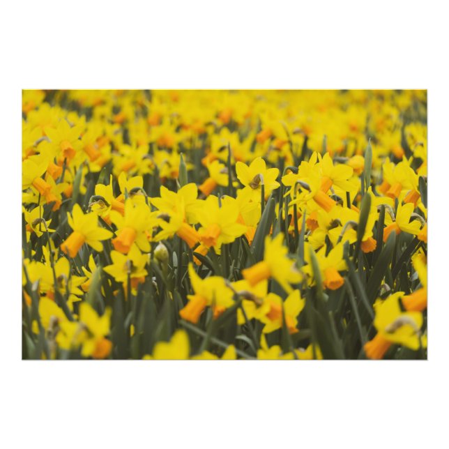 Impression Photo Champ de jonquilles (Devant)