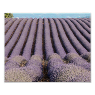Impression Photo Champ de lavande en Provence