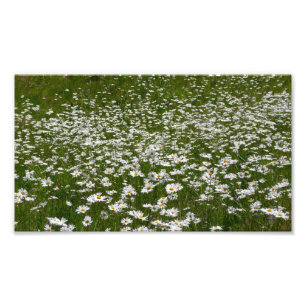Impression Photo Champ de marguerites Fleurs sauvages de l'Alaska