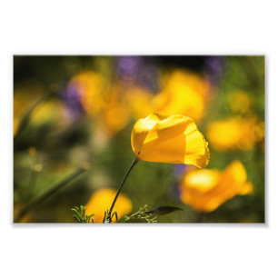 Impression Photo Champ de pavots dansants