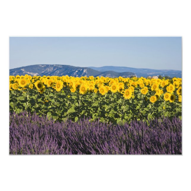 Impression Photo Champ de tournesols et fleurs de lavande, (Devant)