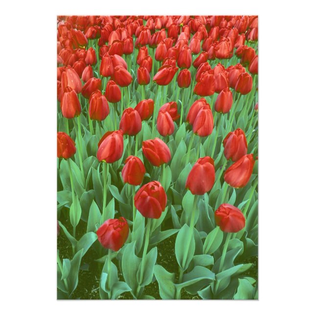 Impression Photo Champ de tulipes en fleurs au printemps. (Devant)