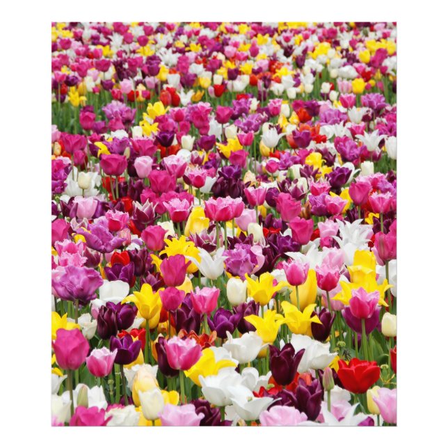 Impression Photo champ plein de tulipes (Devant)