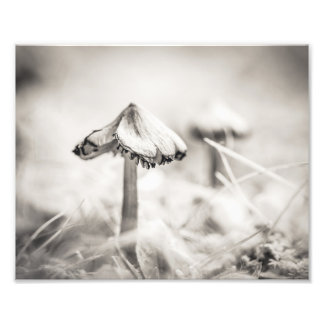 Impression Photo Champignon boisé Noir et Blanc Fine Art