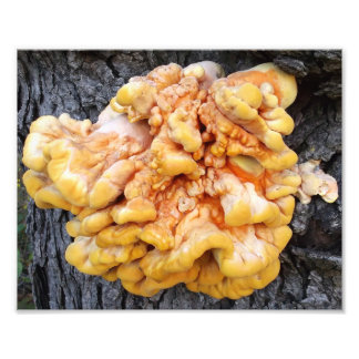 Impression Photo Champignon Orange