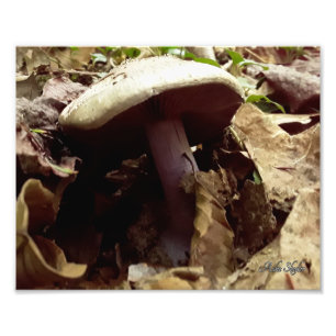 Impression Photo Champignons à pattes violettes
