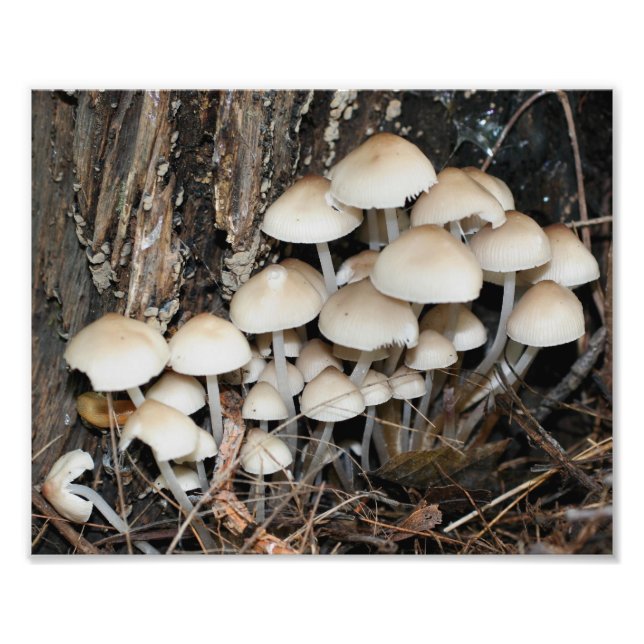 Impression Photo Champignons blancs sauvages 10x8 Nature (Devant)
