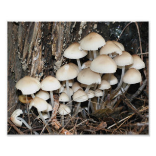 Impression Photo Champignons blancs sauvages 10x8 Nature Imprimer