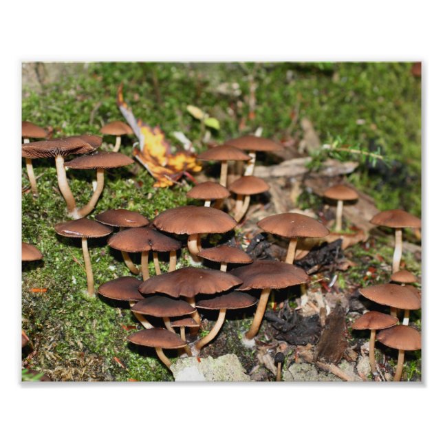 Impression Photo Champignons Brown Moss 10x8 Nature (Devant)