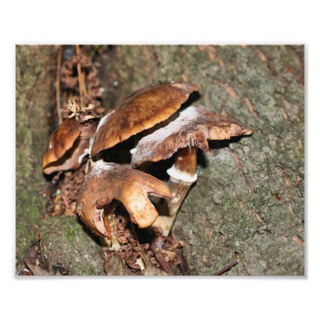 Impression Photo Champignons Brown sauvages 10x8 Nature (Devant)