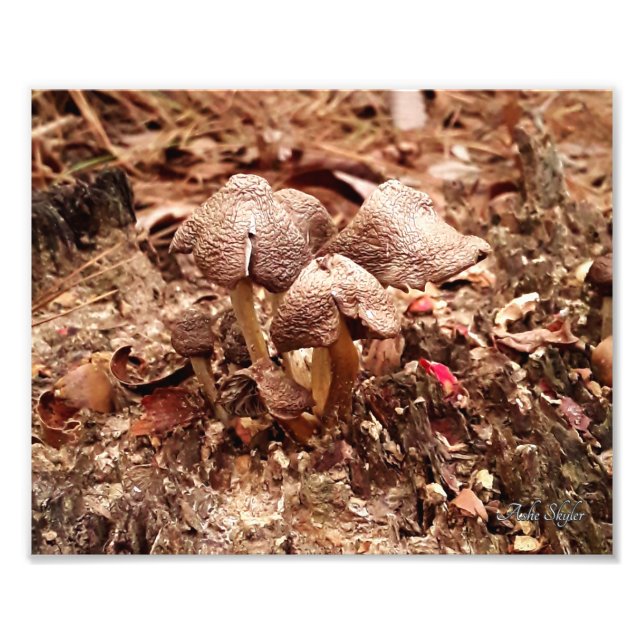 Impression Photo Champignons de souche (Devant)