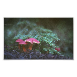 Impression Photo Champignons et pruches (Imprimer)