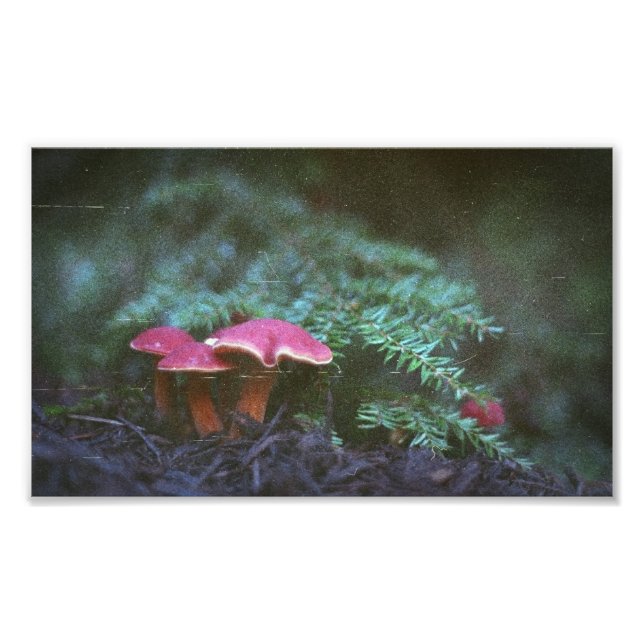 Impression Photo Champignons et pruches (Imprimer) (Devant)
