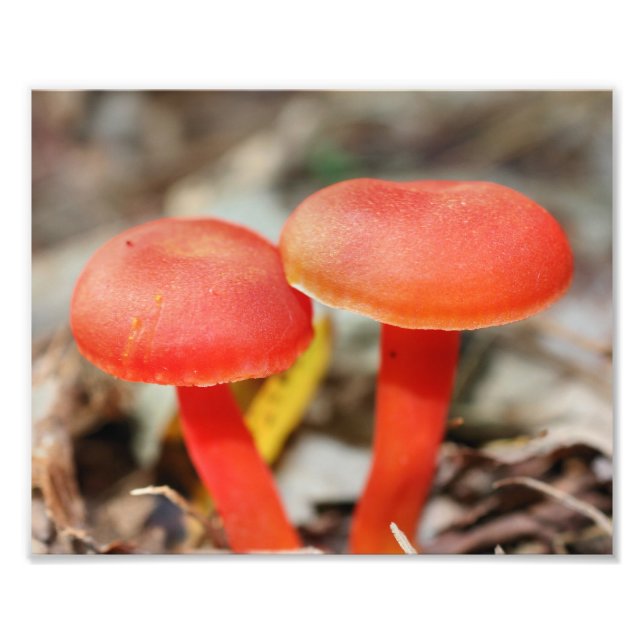 Impression Photo Champignons orange Pair Nature (Devant)