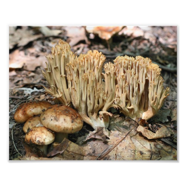 Impression Photo Champignons sauvages 10x8 Nature (Devant)