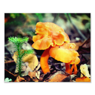 Impression Photo Champignons sauvages d'orange pâle Gros plan 8x10