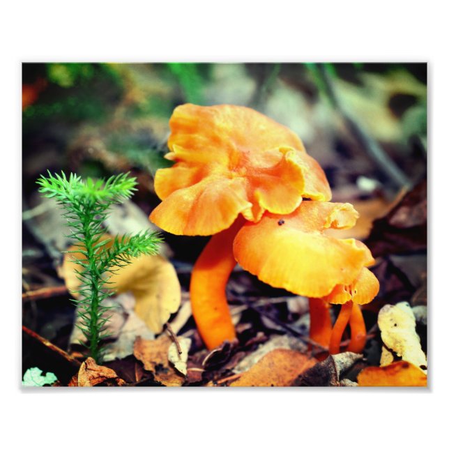 Impression Photo Champignons sauvages d'orange pâle Gros plan 8x10 (Devant)