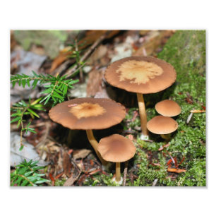 Impression Photo Champignons Sauvages Et Moss 10x8 Nature Imprimer