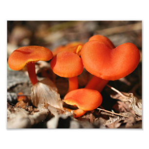 Impression Photo Champignons sauvages orange 10x8 Nature