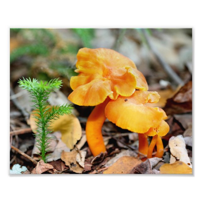 Impression Photo Champignons sauvages orange pâle 10x8 Nature (Devant)