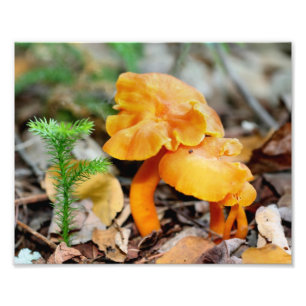 Impression Photo Champignons sauvages orange pâle 10x8 Nature Impri