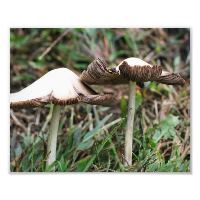 Impression Photo Champignons sauvages Paire 10x8 Nature (Devant)
