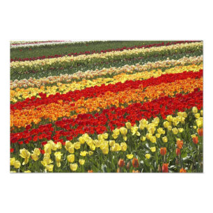 Impression Photo Champs de tulipes, près de Tapanui, Ouest Otago, S