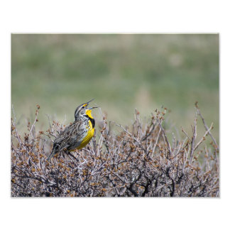 Impression Photo Chanson de montagne - Western Meadowlark - Casper 