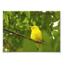 Chardonneret jaune américain aux pieds repliés