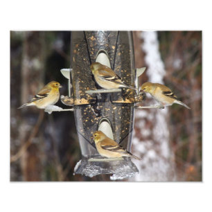 Impression Photo Chardonnerets élégants femelles