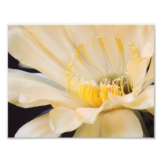 Impression Photo Charlemagne Echinopsis en fleurs (Devant)