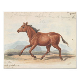 Impression Photo Charles Hamilton Smith - Le Cheval Koomrah