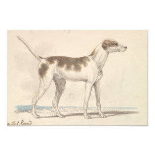 Impression Photo Charles Hamilton Smith - Oriental Hound