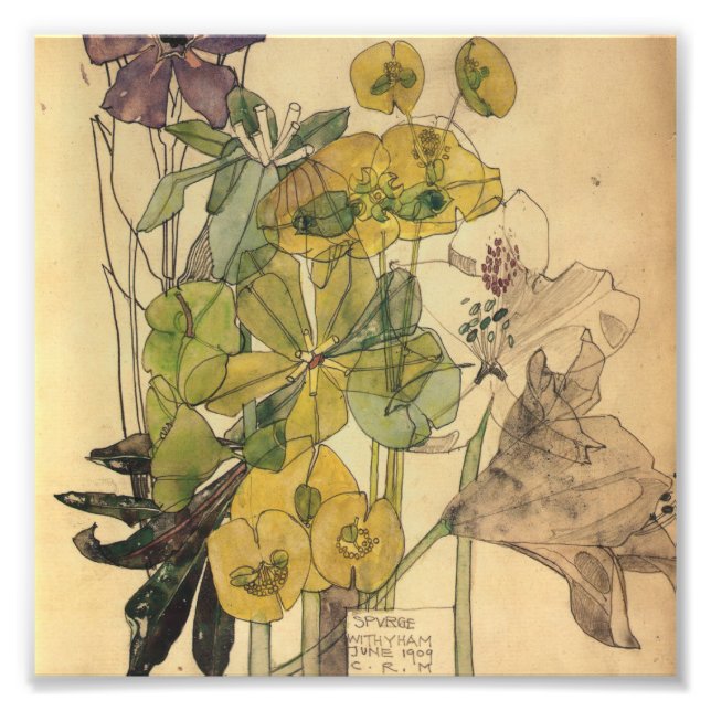 Impression Photo Charles Rennie Mackintosh - Spurge With Yham 1909 (Devant)