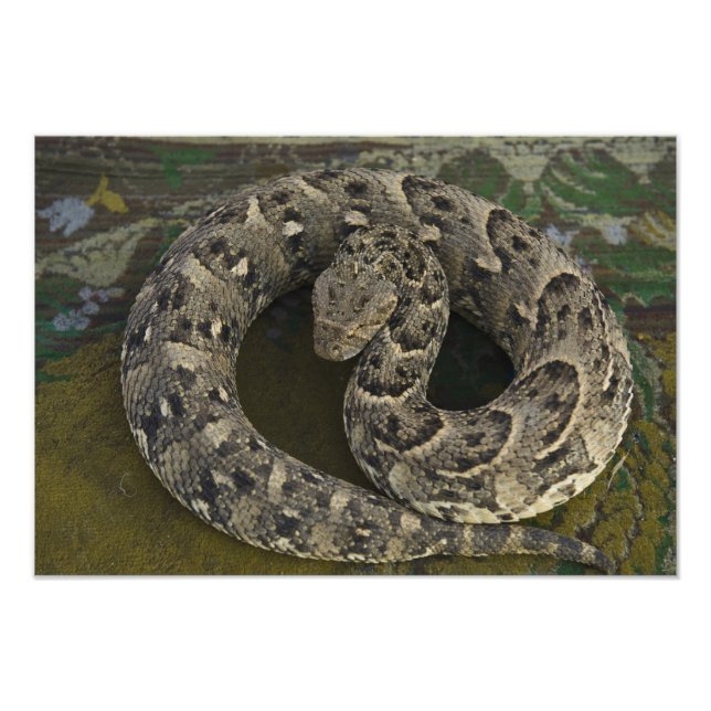 Impression Photo Charmeur de serpents Puff-adder africain Bitis (Devant)
