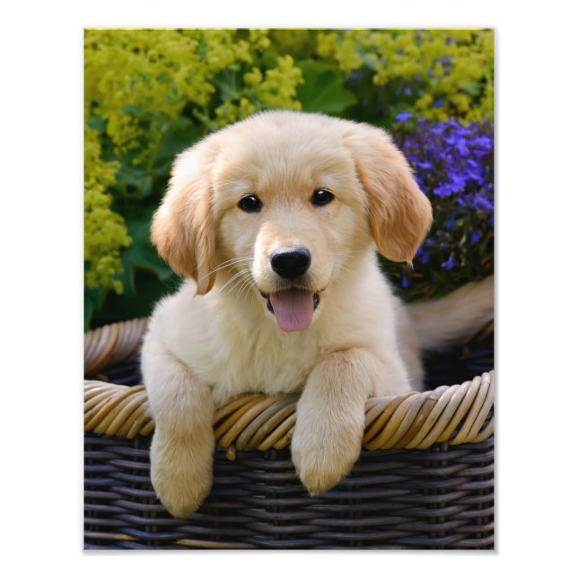 Impression Photo Charming Goldie Retriever Chien Chien Puppy - Papi (Devant)