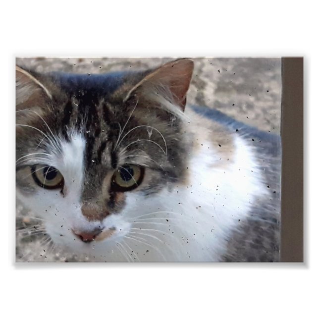 Impression Photo Chat à la fenêtre (Devant)