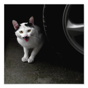 Impression Photo Chat avec Moustache