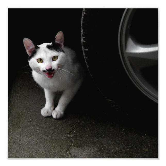 Impression Photo Chat avec Moustache (Devant)