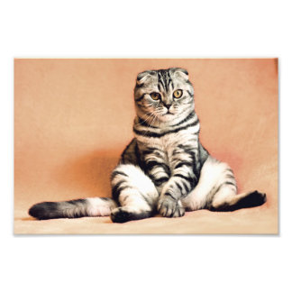 Impression Photo Chat de pliage écossais