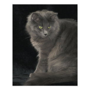 Impression Photo Chat gris Long Cheveux Russe Bleu Kitty Kitten Mig