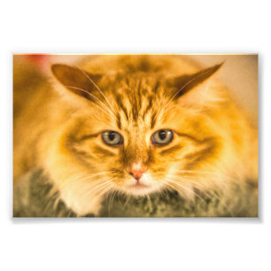 IMPRESSION PHOTO CHAT MAINE COON STARE DOUBLE