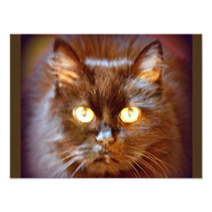 Impression Photo chat noir