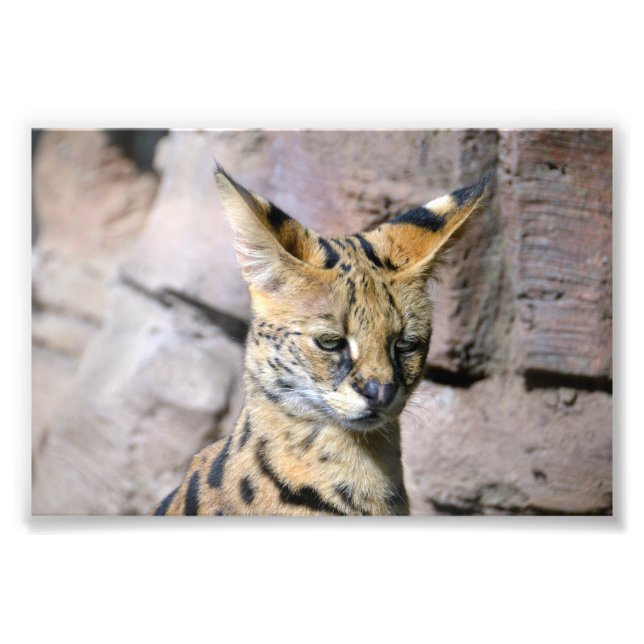 Impression Photo Chat Serval (Devant)