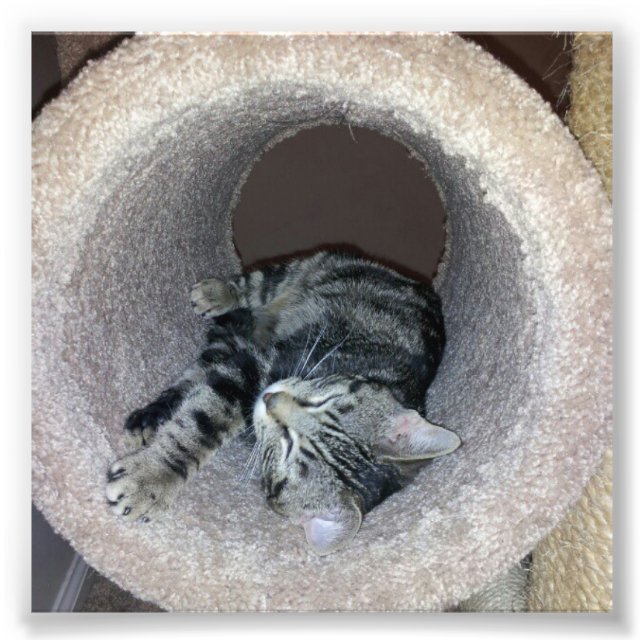 Impression Photo Chat Sleepy Kitty par Shirley Taylor (Devant)