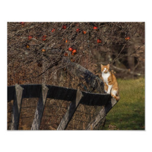 Impression Photo Chat Sur Une Clôture