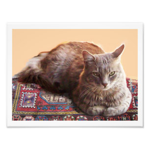 IMPRESSION PHOTO CHAT TURC SUR LE VIEUX TAPIS